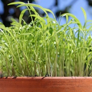 Microgreens, Babyleaf Salat und Sprossen Microgreens, Babyleaf Salat und Sprossen